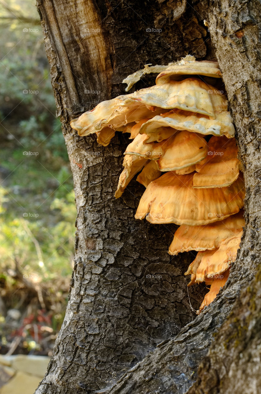 Huge Fungi 