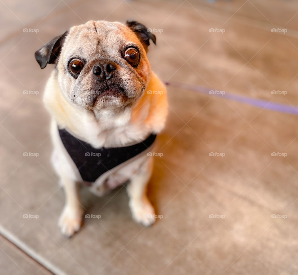 High angle view of a cute pug with a harness on 