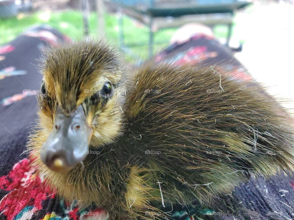 just hatched duck