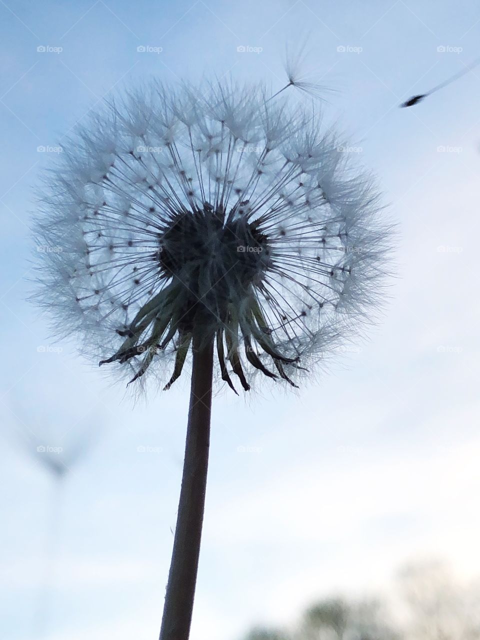 dandelion with a seed blowing away