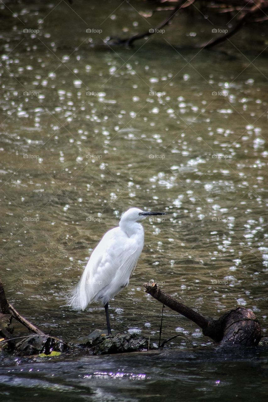 Little egret.