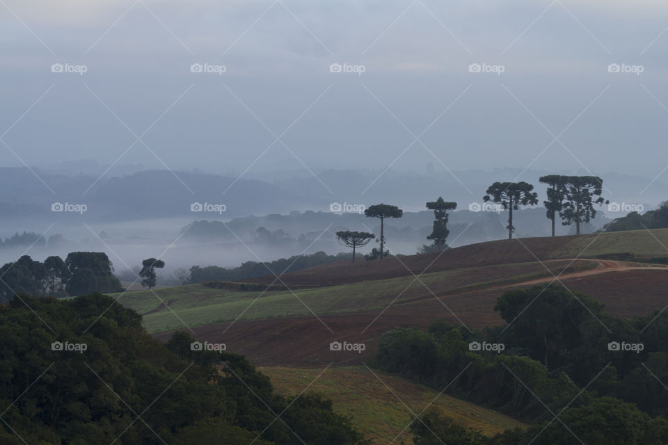 Araucaria in the rural landscape.