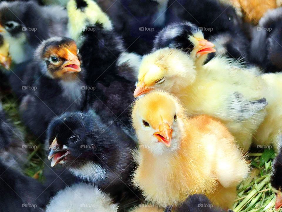 Countryside. Chickens yellow and black color