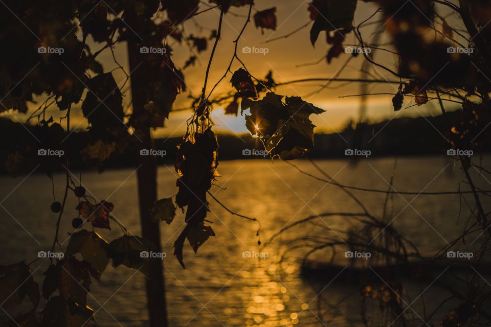 Sunset through trees