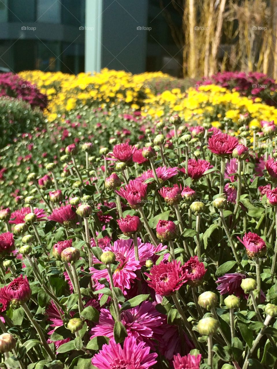 beautiful flowers in the street 