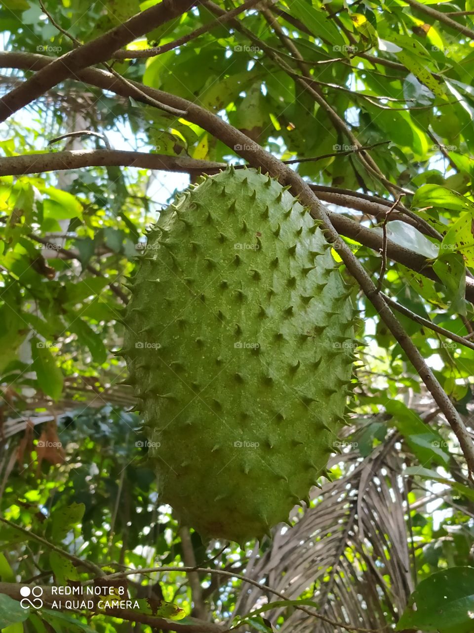 fruit