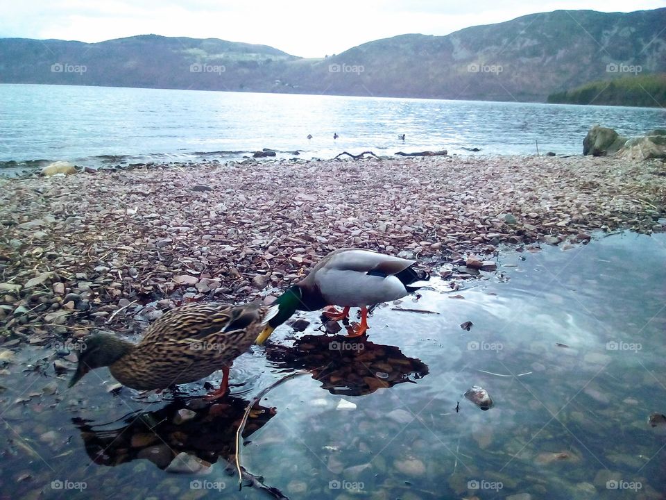 Ducks by the Lake