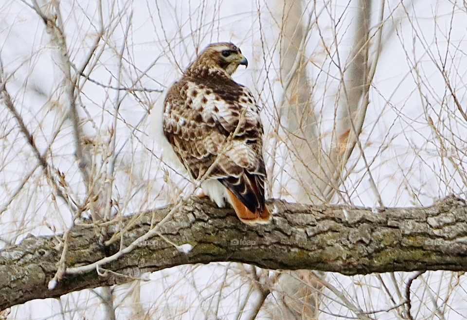 Red tailed hawk beauty!! 
