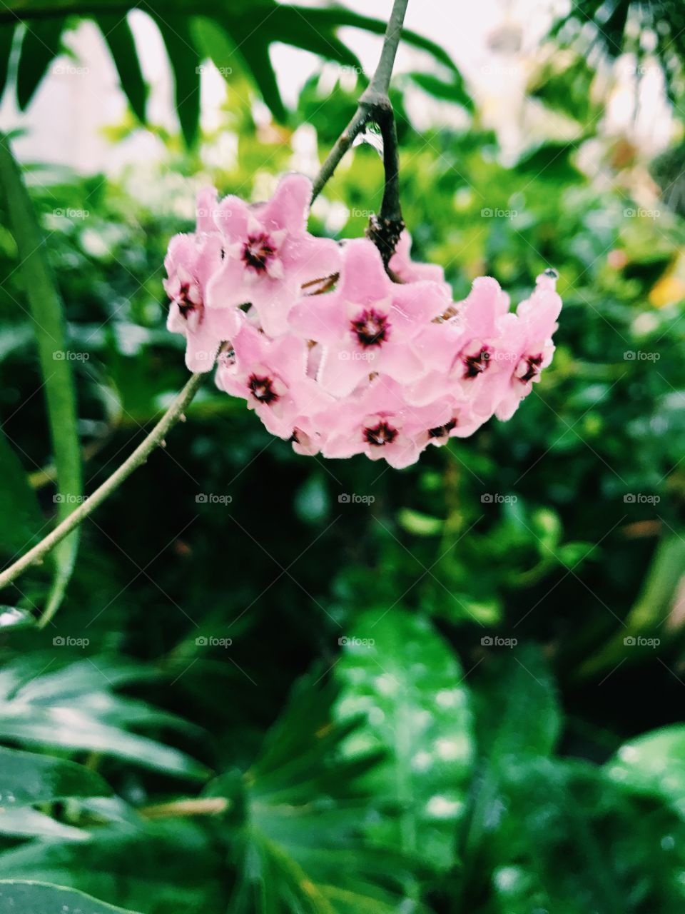 Hanging Flower 🌺 