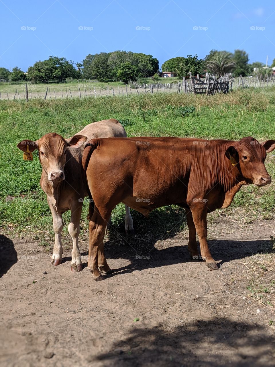 Sibling Calves