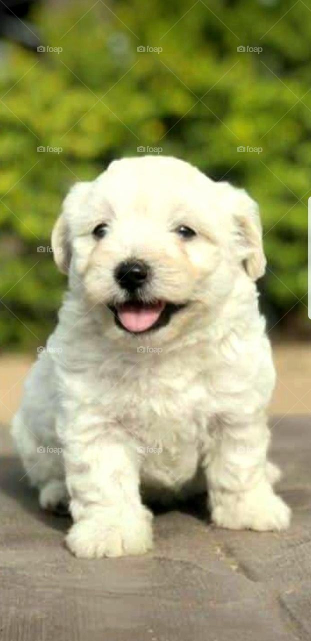 White Puppy Smiles