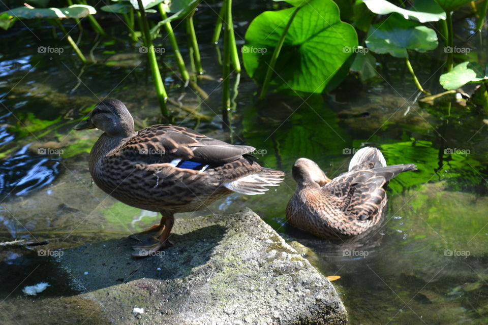 ducks in nature