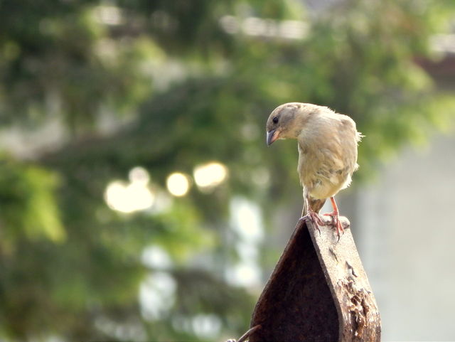 Crazy sparrow
