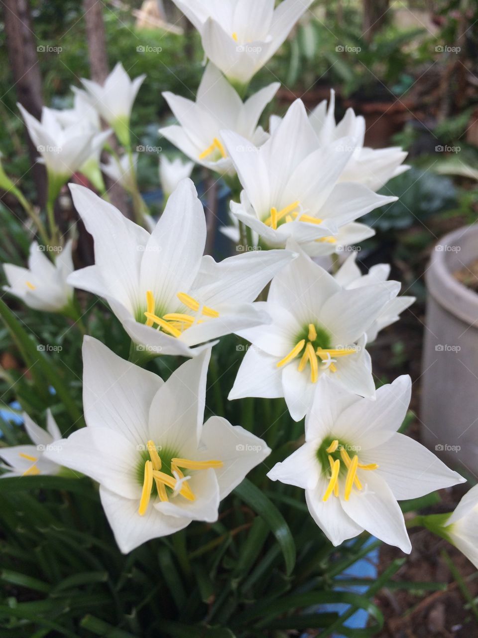 Tiny white lilies 