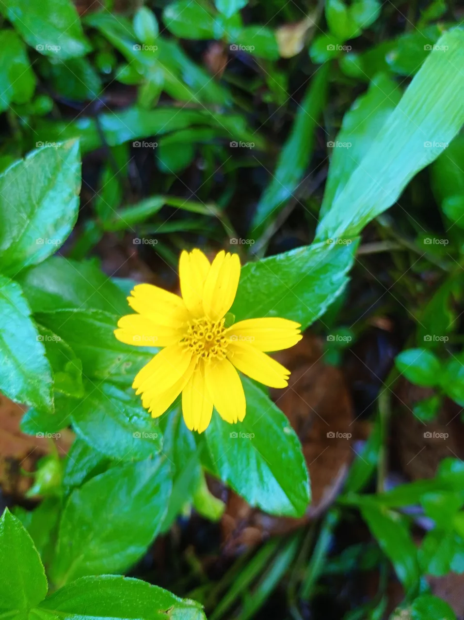 flower