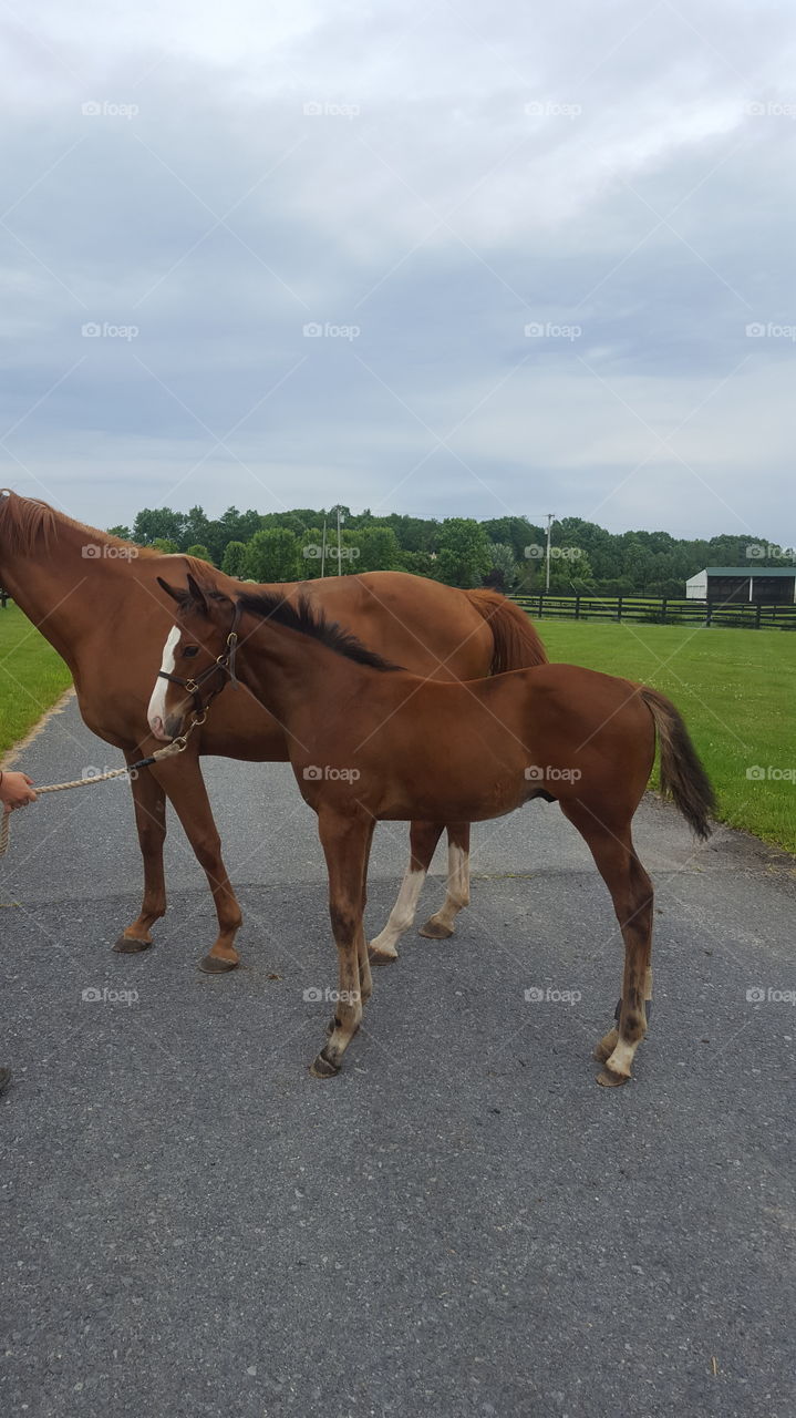 Horse, Mammal, No Person, Cavalry, Mare