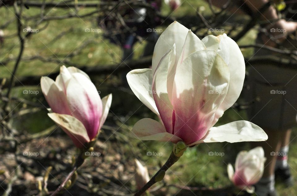 Flower, Nature, Flora, Garden, Leaf