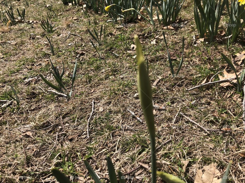 Daffidil not open yet