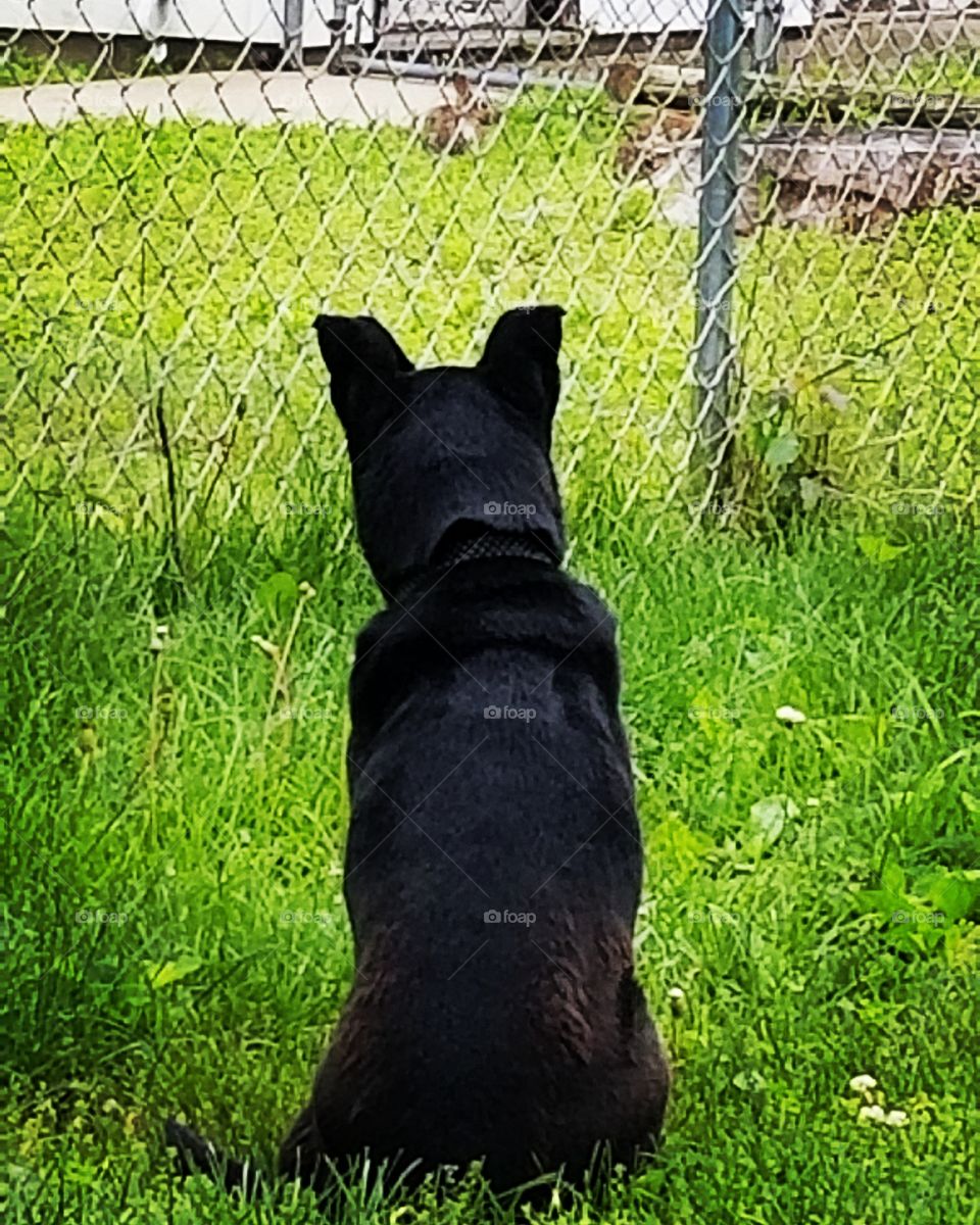dog watching bunnies