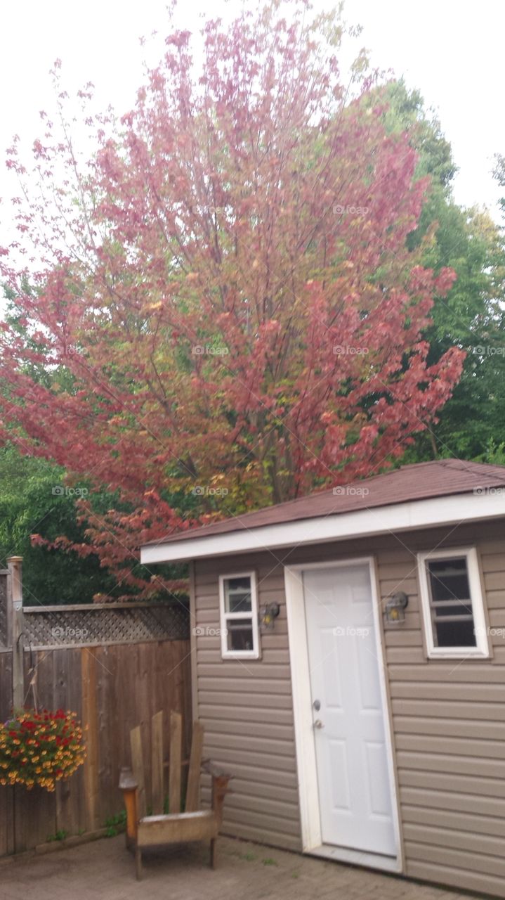 backyard colorful tree. backyard  tree