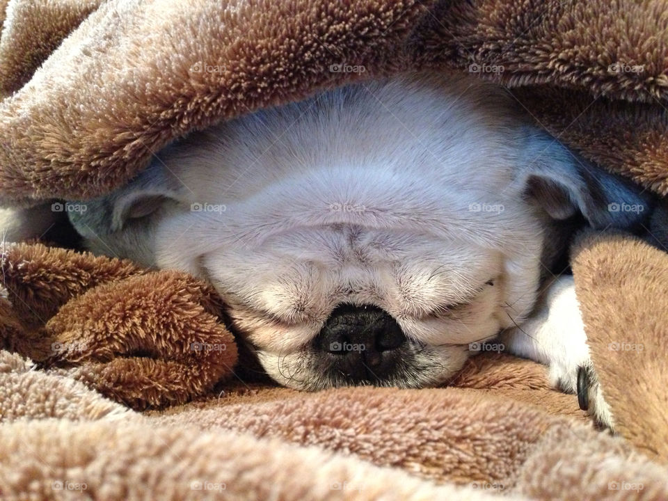 dog sleep old pug by melody