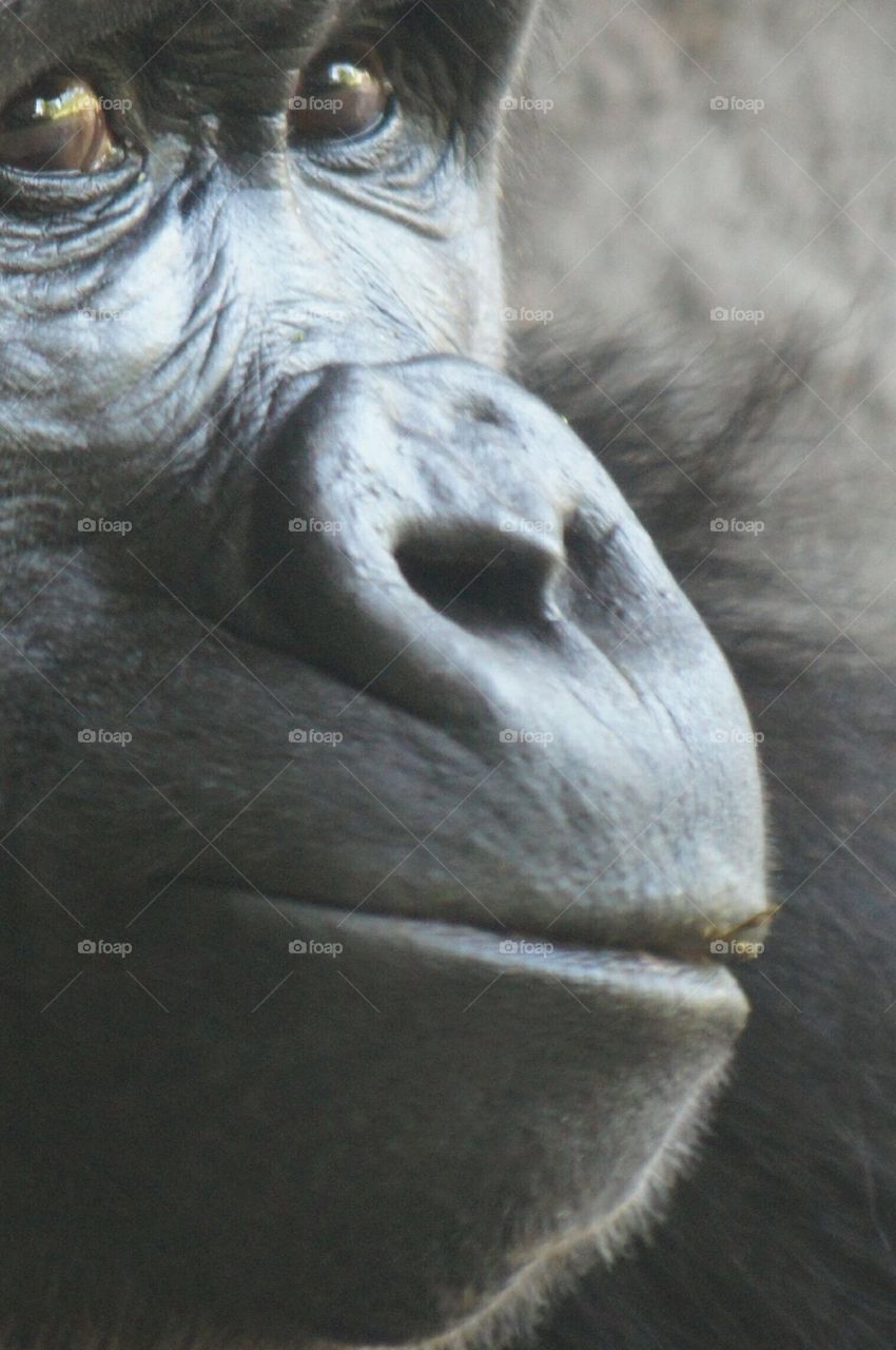 Lowland gorilla face