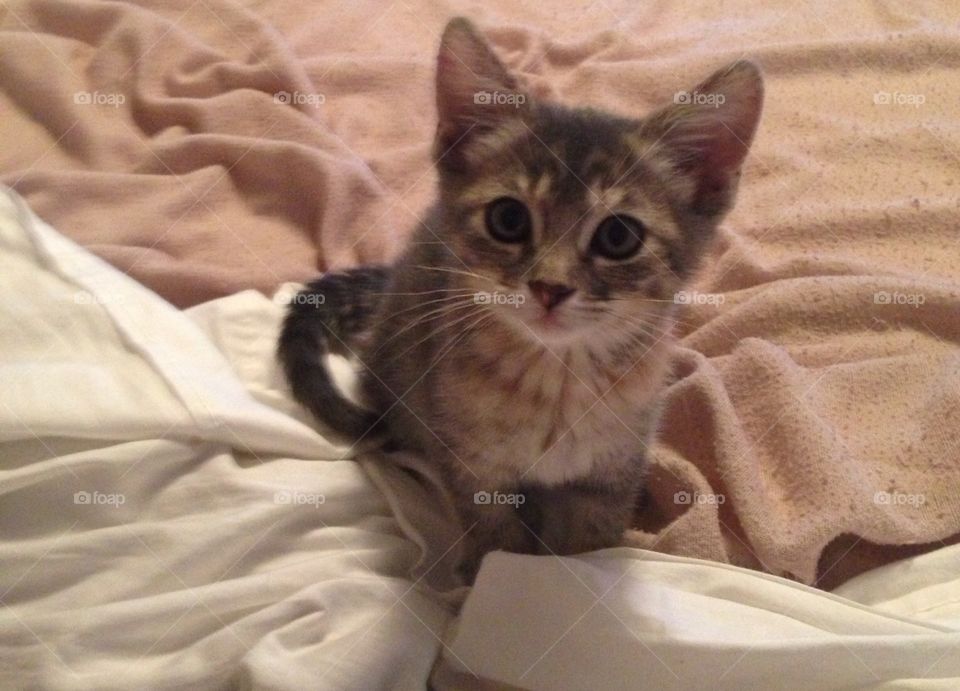 Leela. Kitten