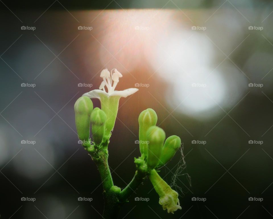wild flowers with clouds background in the afternoon