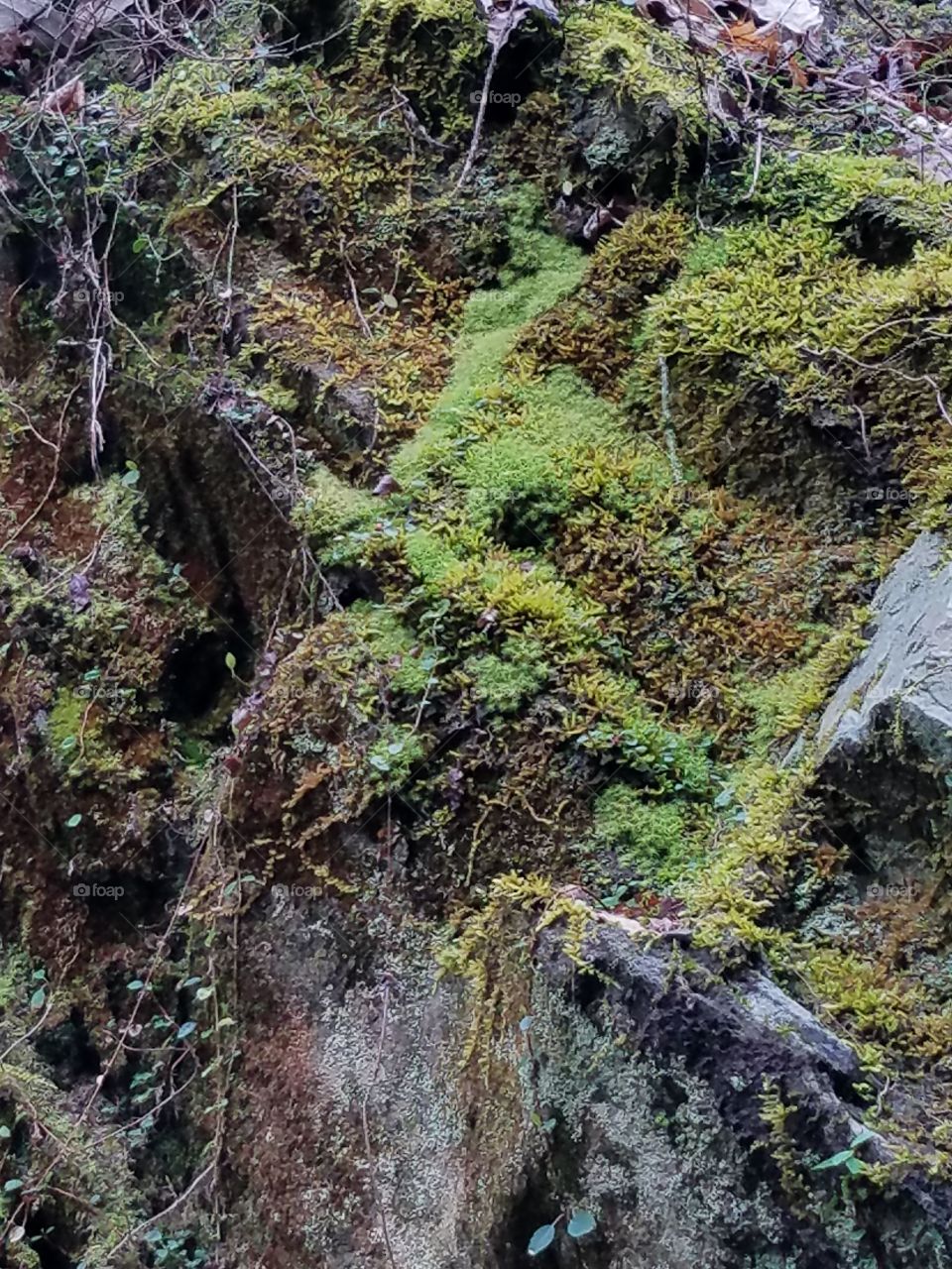 Moss Covered Rock