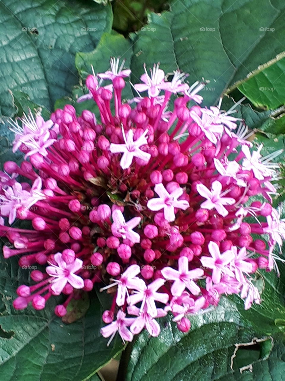 Pink Flower Cluster