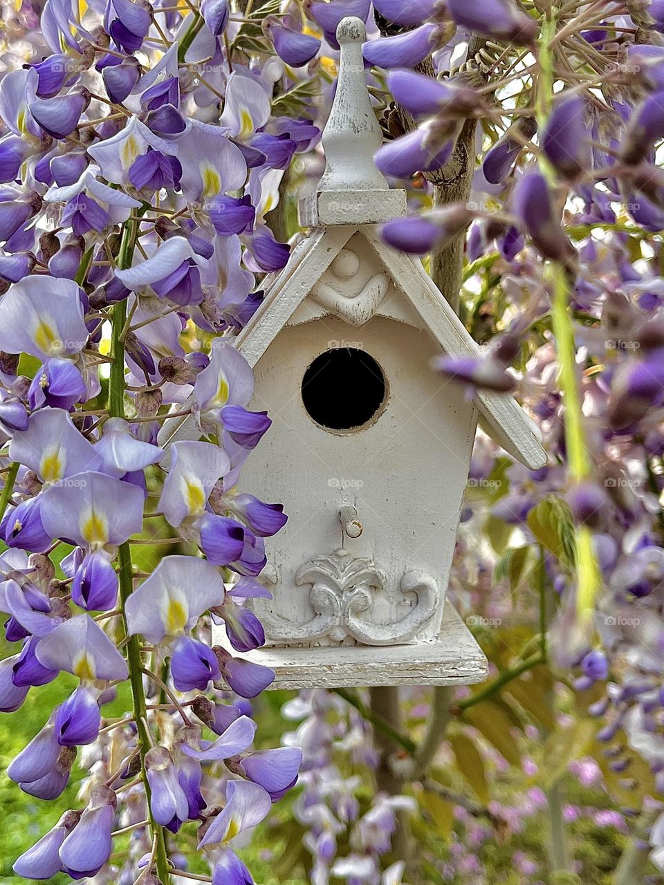 Birdhouse in Spring Wisteria 