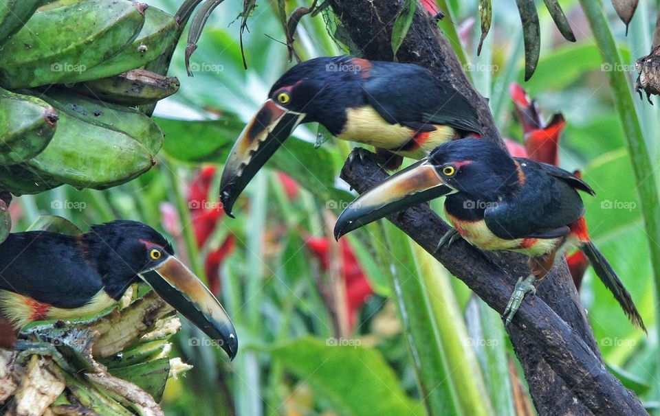 Close-up of birds perching on tree branch