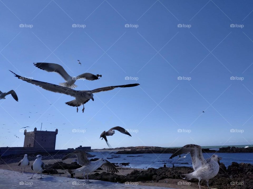 Flock of seagulls flying cross the sky at essaouira city in Morocco.