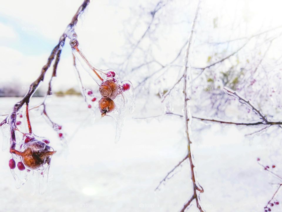 Frozen Berries on a Tree in Winter