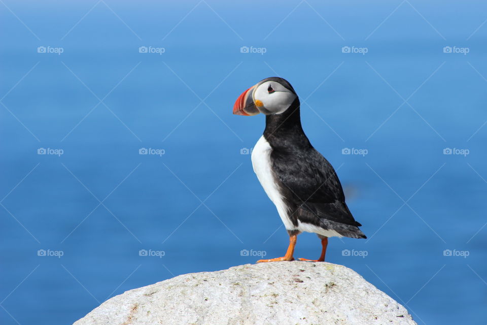 Puffin