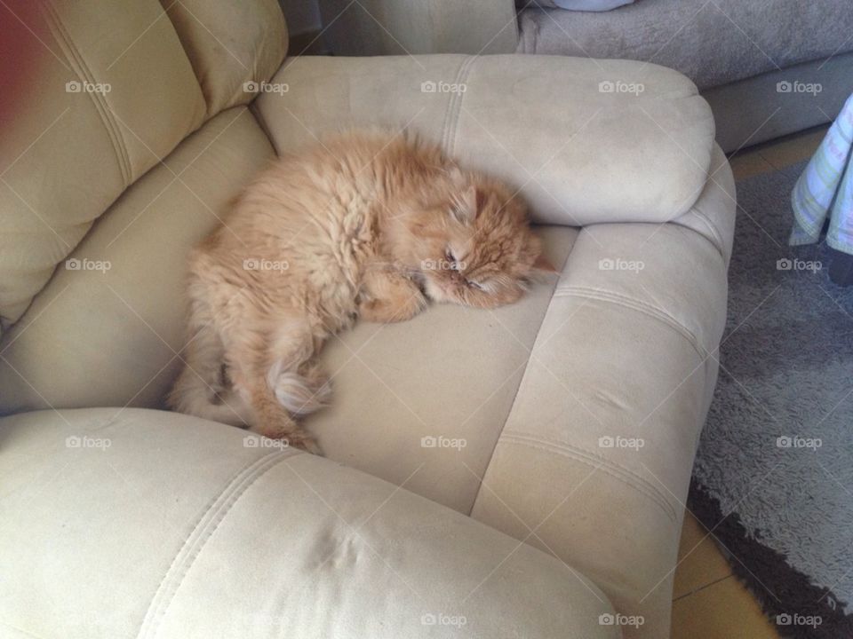 sweet cat love sleep by dench