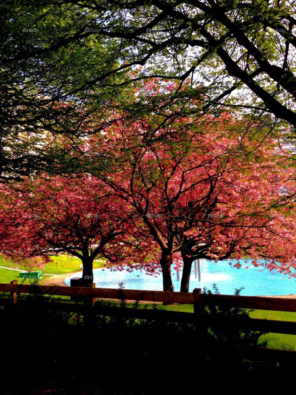 Japanese cheery tree