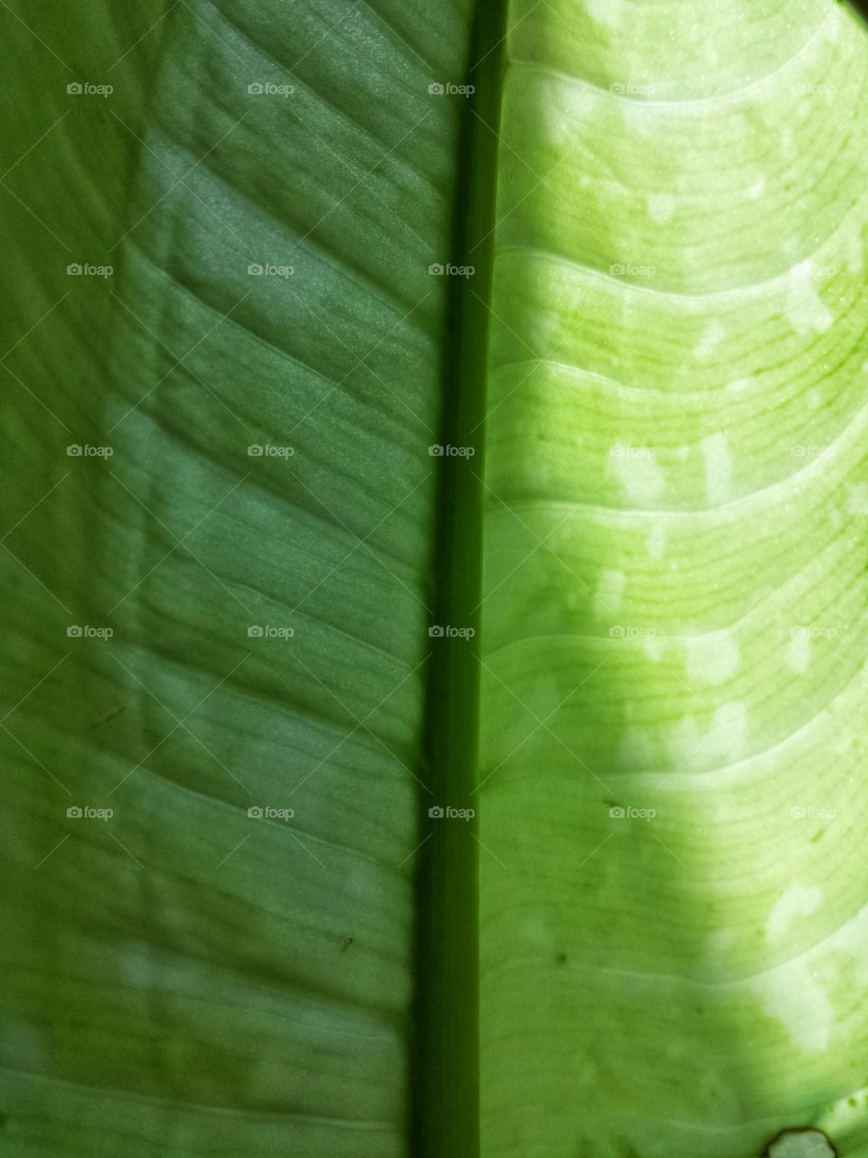 leaf 3