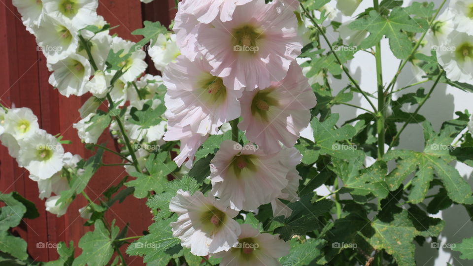 Hollyhock in summerlight 