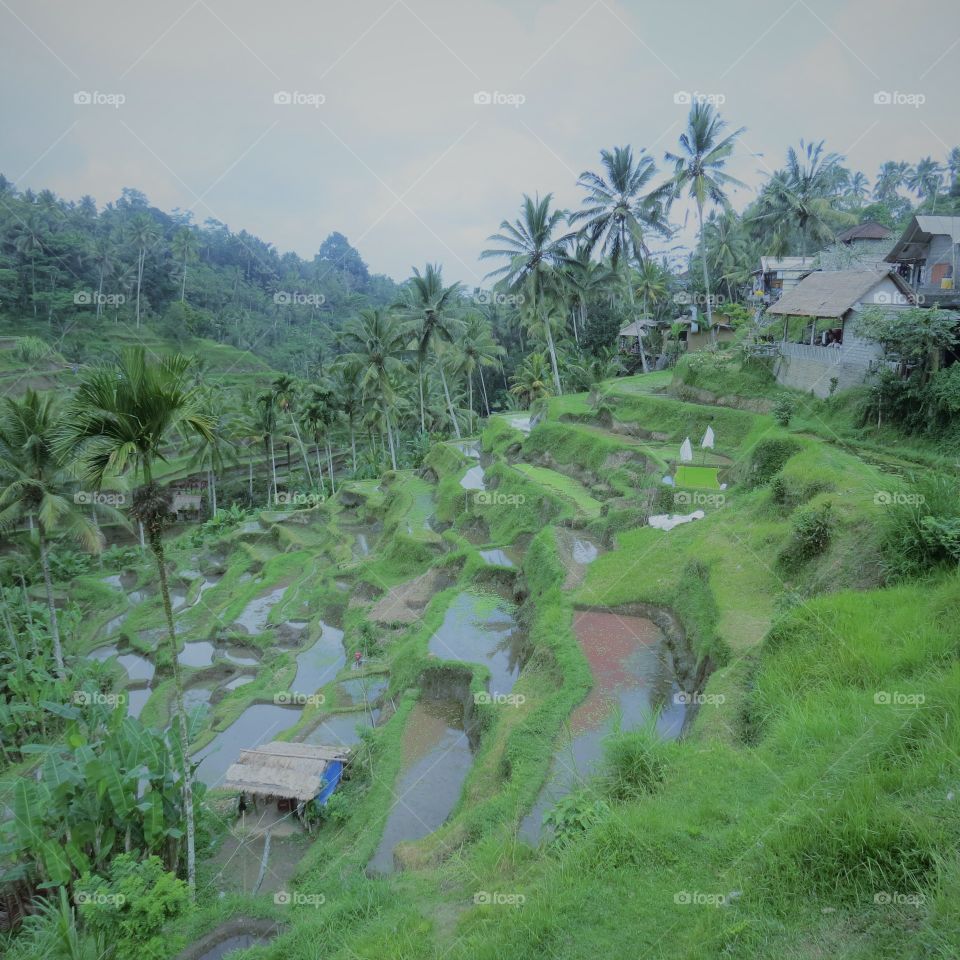 Bali les rizières en cascade 