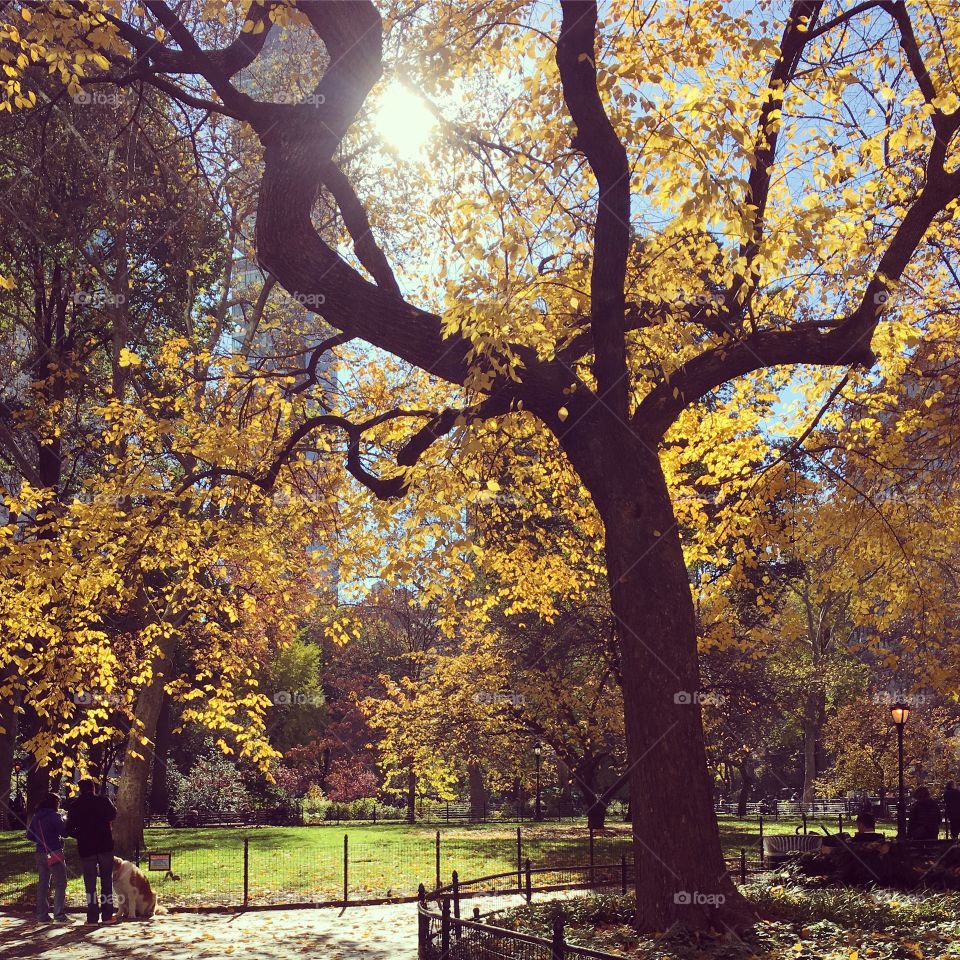 Madison Square Park in November 
Flatiron, New York 
