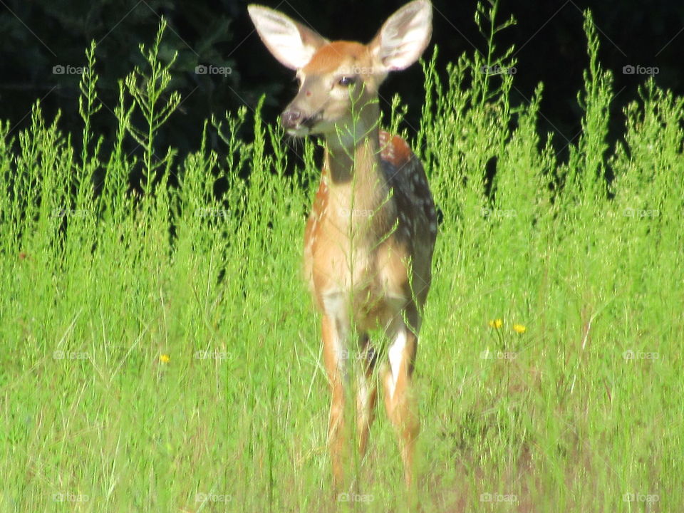 Whitetail Fawn