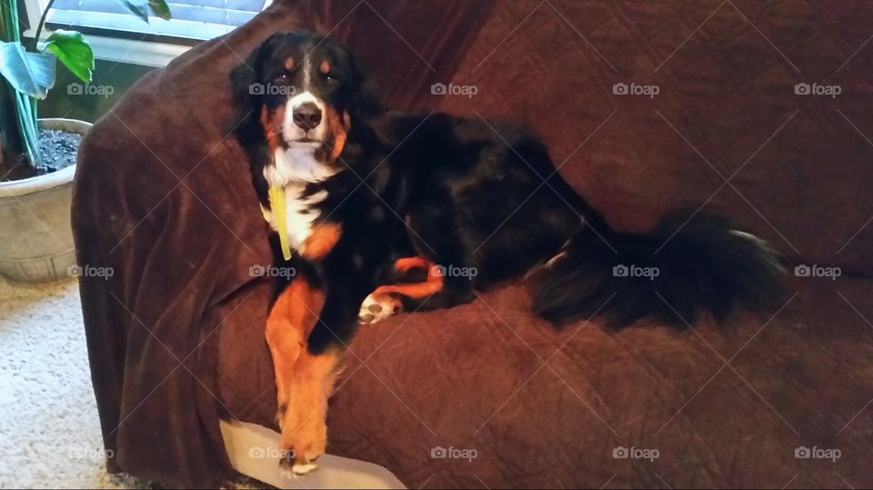 Sitting Pretty. My dog Paxton enjoying the easy life. He is a 3 year old Burnese Mountain Dog mix.