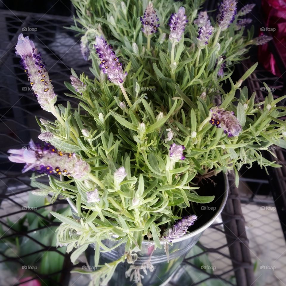 Purple flowering plant in a bucket on a wire rack closeup