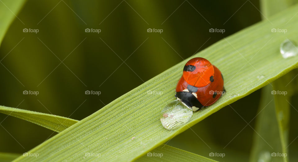 ladybug and water drops . Natural shower concept