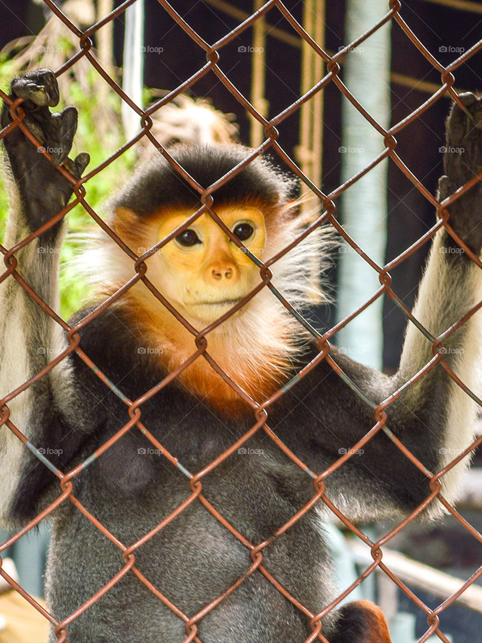 monkey in cage