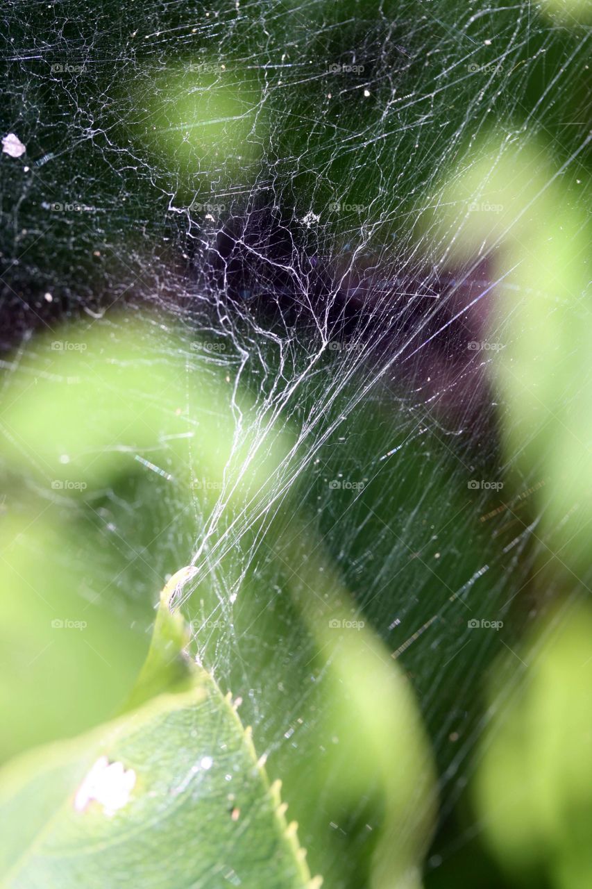 Web