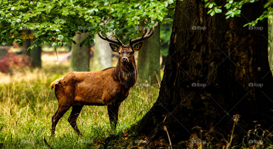 Stag posing under the tree