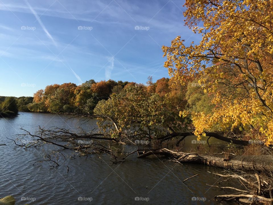 золотая осень в лесу и на реке. пора листопада. деревья склонились над водой. 
