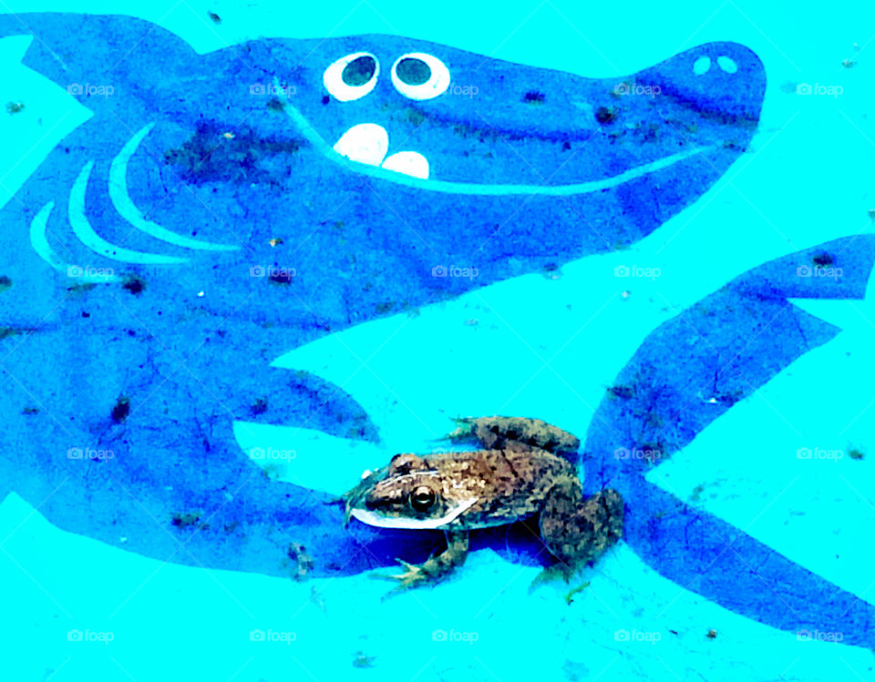 bullfrog in a kiddie pool. Young bullfrog in a kiddie pool
